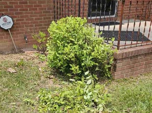 Bush Trimming by Marie Torres for Cameron M. in Greensboro, NC