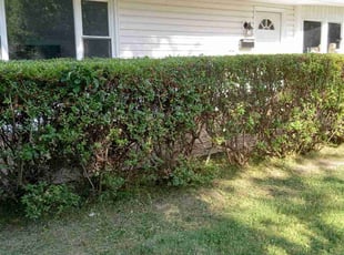 Bush Trimming by Jennifer Jennings for Blaire B. in Newark, DE