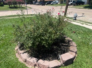 Marilyn C.'s Flower Bed Weeding service result