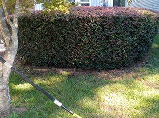 Bush Trimming by Ryan Landrigan for JaNice W. in West Columbia, SC