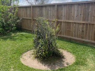 Bush Trimming by Nicole Ross for Celene M. in Deer Park, TX