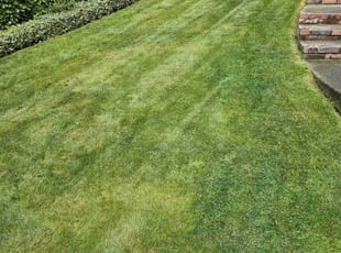 Rodshetta S.'s Lawn Service service result