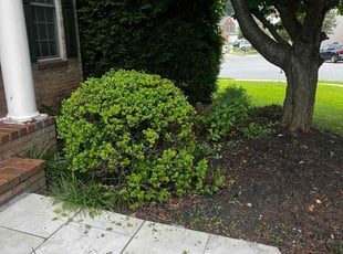Bush Trimming by Khalim Yularnis for Ali H. in Fairfax, VA