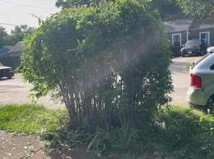 Bush Trimming by Adolfo Gonzalez Castaneda for Tara R. in Dallas, TX