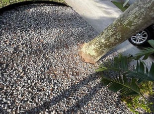 Weeding by Cheryl Badger for Shelley V. in Oldsmar, FL
