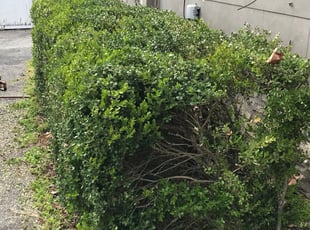 Bush Trimming by Ben Williams for Lori O. in Kansas City, MO