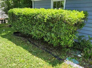 Bush Trimming by Ray Wright for Christopher B. in Charlotte, NC