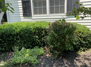 Bush Trimming by Finnigan Grady for Tosha B. in Carmel, IN