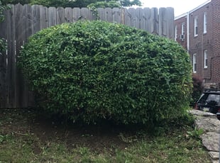 Bush Trimming by Richard Crane for Jason M. in Philadelphia, PA