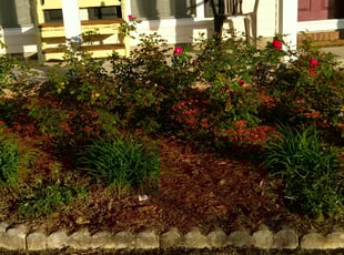 Weeding by Chadd NeSmith for Jordan M. in Goose Creek, SC