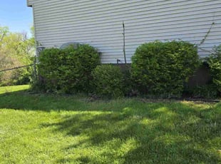 Bush Trimming by Stephen Sheldon for Jeff M. in Cincinnati, OH