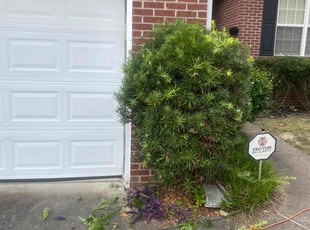 Elizabithe H.'s Bush Trimming service result