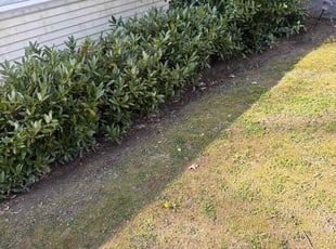 Leaf Removal by Luiz Gosling De Oliveira for Adenike R. in Laurel, MD
