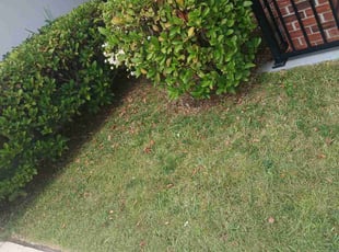 Weeding by Jean Claude Zephirin for Sam F. in Middleburg, FL