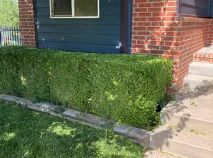 Bush Trimming by Heath Norris for Crystal L. in Wichita, KS