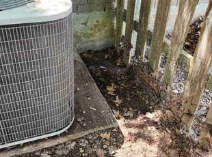 Leaf Removal by Bryant Infante Baez for Jackie H. in Hutto, TX