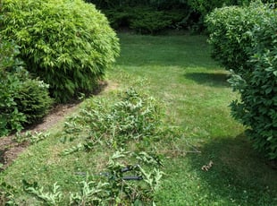 Bush Trimming by Adam Polce for Richard C. in Meriden, CT