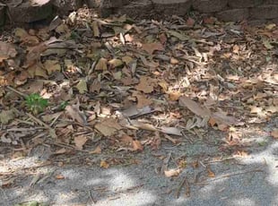 Leaf Removal by Reginald White for Nathan N. in Kansas City, KS