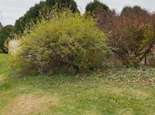 Bush Trimming by Michael Tyrrell for Kenneth M. in Huntingdon Valley, PA