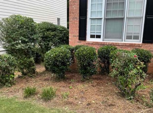 Caroline S.'s Bush Trimming service result