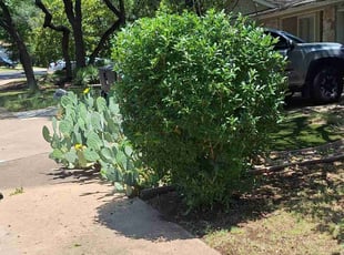 Bush Trimming by Joshua Cabiya for Raymond B. in Austin, TX