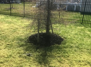 Mulching by Jessica Porter for Angela C. in Brandywine, MD