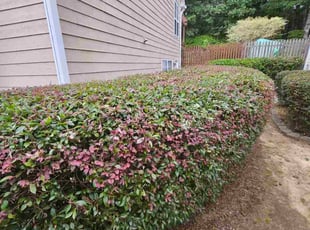 Dan K.'s Bush Trimming service result