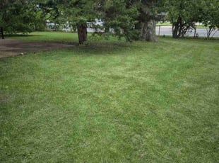 Weeding by Anthony Wagner for Sharon B. in Florissant, MO