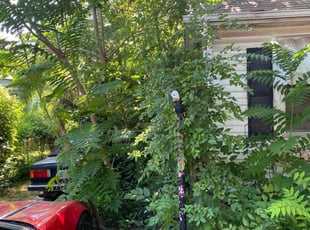 Bush Trimming by Joey Handley for Tom B. in Tulsa, OK