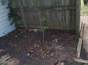 Leaf Removal by Nicole Royster for Jessica B. in Virginia Beach, VA