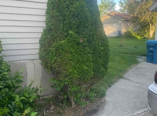 Bush Trimming by Jose Sanchez for Kathy T. in Aurora, IL