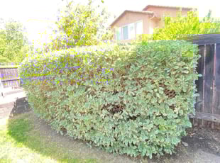 Cleanups by Uriel Aldrete for Nicole G. in Sacramento, CA