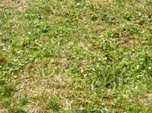 Cleanups by Edwin Madera for Michael B. in Boylston, MA