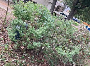 Bush Trimming by Matthew Post for Braden W. in Austin, TX