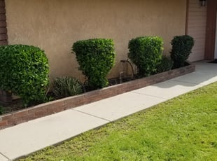 Bush Trimming by Edward Walsh for Yolande s. in Moreno Valley, CA