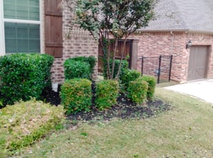 Bush Trimming by Pedro Lara for Bin L. in Colleyville, TX