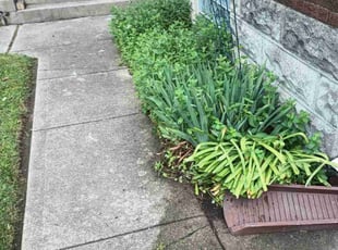 Bush Trimming by Caleb Patton for John L. in Cincinnati, OH
