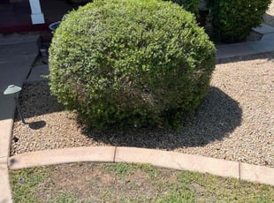 Bush Trimming by Jonathan Bell for Jesse H. in Phoenix, AZ