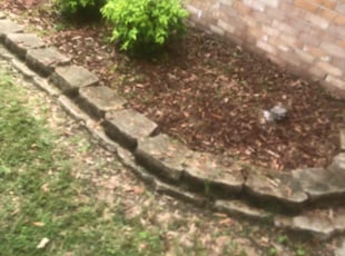 Weeding by Bradley Caswell for Justin T. in Virginia Beach, VA