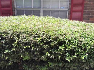 Bush Trimming by Laron Austin for Stanley W. in Atlanta, GA
