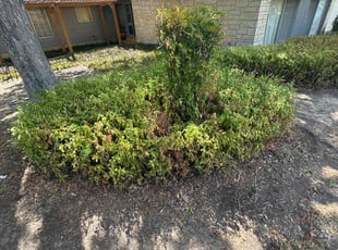 Bush Trimming by Lacy Dixon for Gwendolyn D. in San Antonio, TX