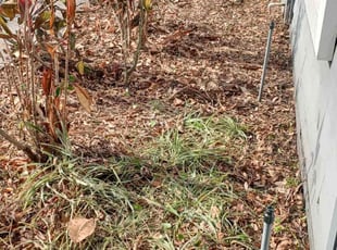 Weeding by William Chavers for Brian L. in Brandon, FL