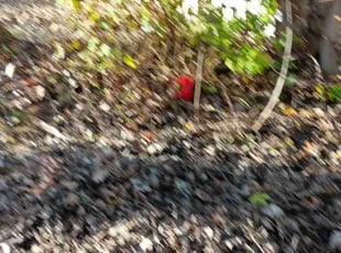 Leaf Removal by Rob Cordes for Bailey C. in Spring Lake Park, MN