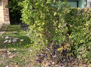 Bush Trimming by Fredrick Miller for Michael R. in San Antonio, TX