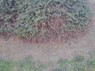 Bush Trimming by Mark Cowper for Stephanie S. in Riverside, CA