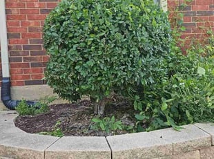 Bush Trimming by Manuel Solis Soto for Gabrielle R. in Dallas, TX