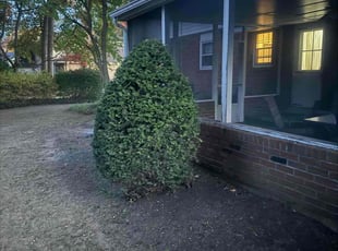 Bush Trimming by Norberto Soto for Dajuan W. in Wilmington, DE