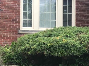 Bush Trimming by Kareem Bonner for Mark D. in Cincinnati, OH