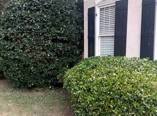 Daniel P.'s Leaf Removal service result