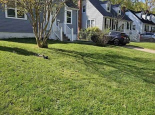 Ronald C.'s Lawn Mowing service result